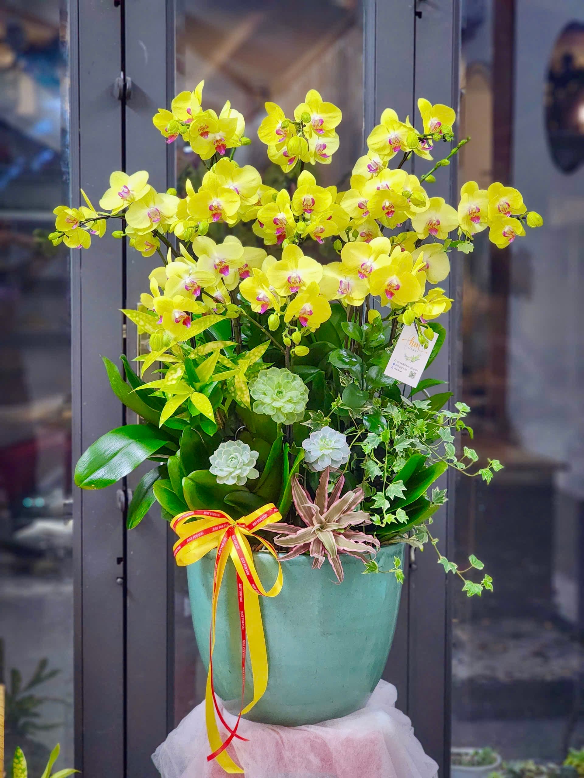 Chậu Lan hồ điệp 10 cành Sen đá Cây xanh - Ánh Dương Thịnh Vượng