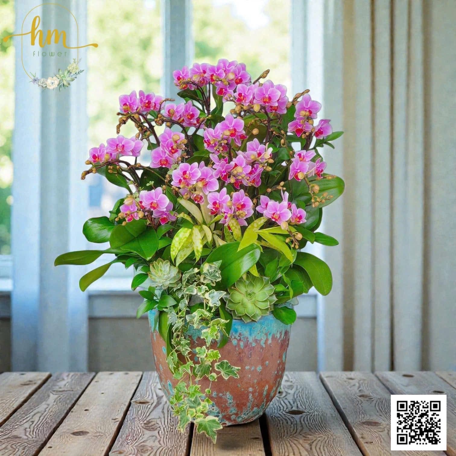 Chậu Lan hồ điệp mini 8 bầu - Mây Hồng