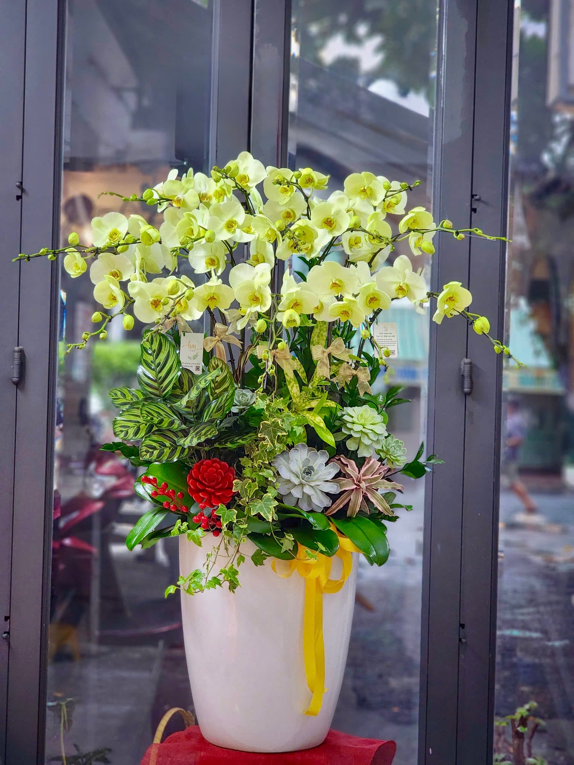 Chậu lan hồ điệp 15 cành Sen đá Cây xanh - Kim Phúc Trường An