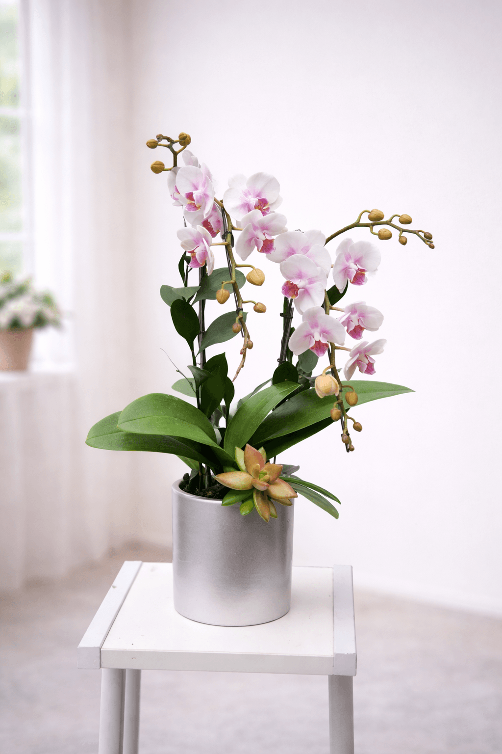 Chậu Lan hồ điệp mini Sen đá - Ngọc Lan Thanh Nhã